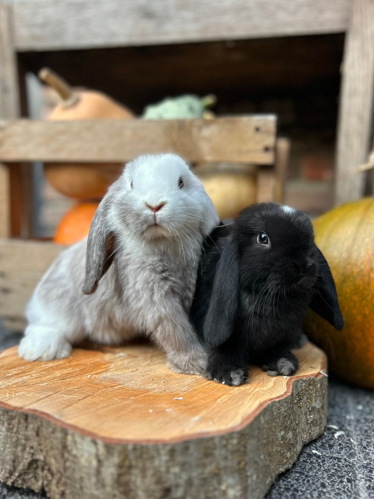 Lieve, sociale NHD konijntjes, Dieren en Toebehoren