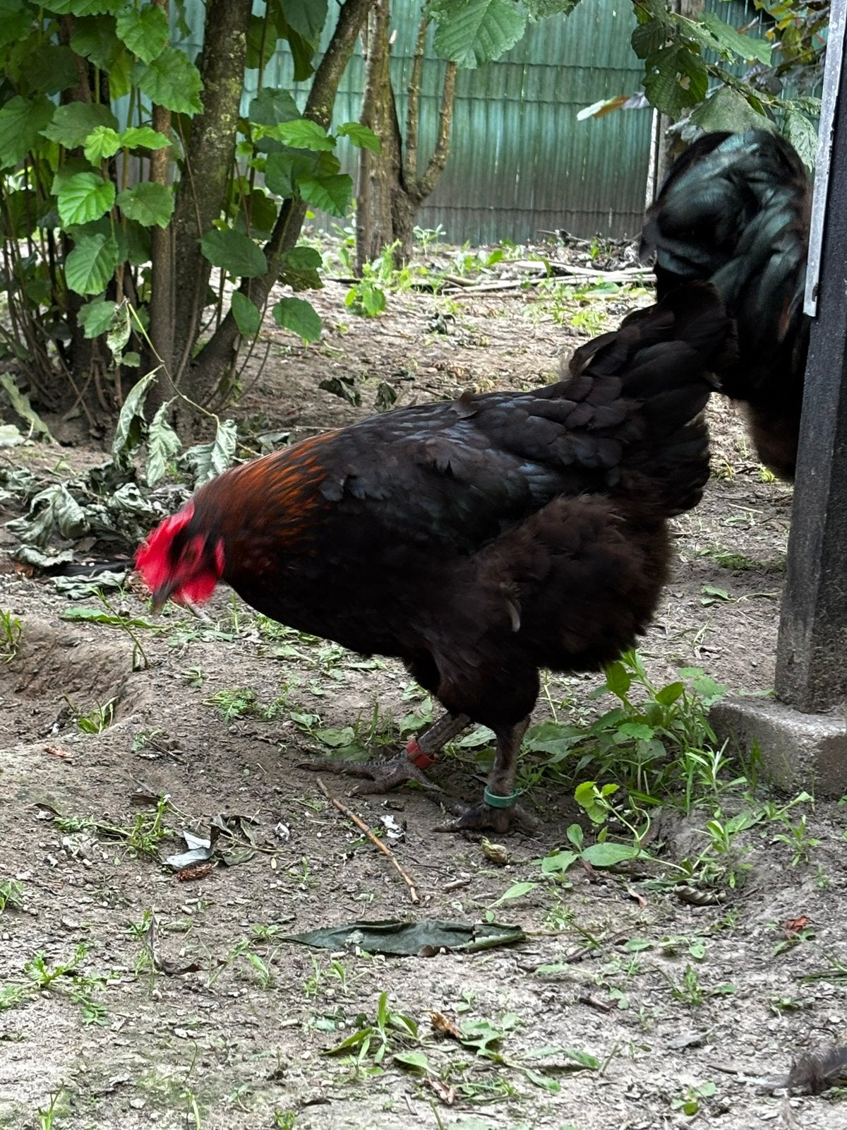 Marans. Hennen 2025