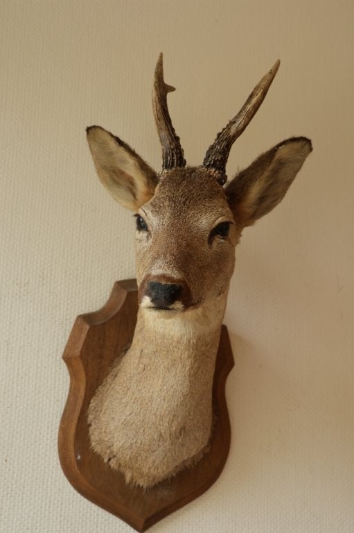 Taxidermie Opgezette Reeënkop met gewei, Ophalen of Verzenden, Gebruikt, Hert, Gewei of Kop