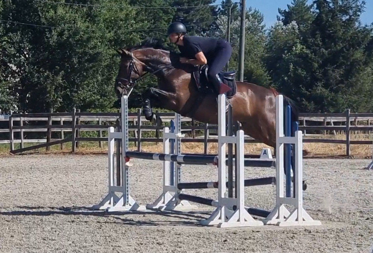 7 jarige merrie, Merrie, Springpaard, Met stamboom, M