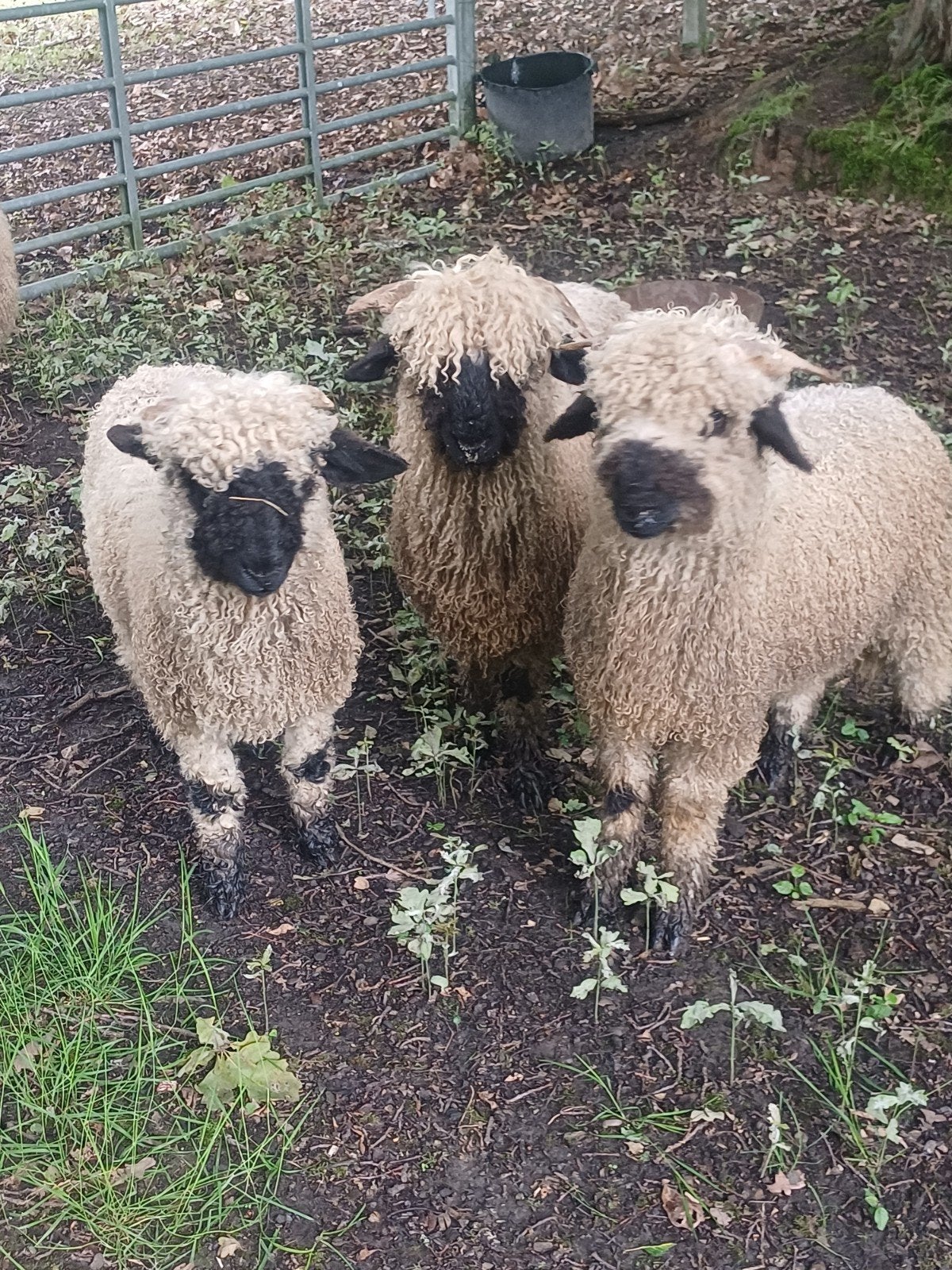 Walliser schwarznase bokjes te koop
