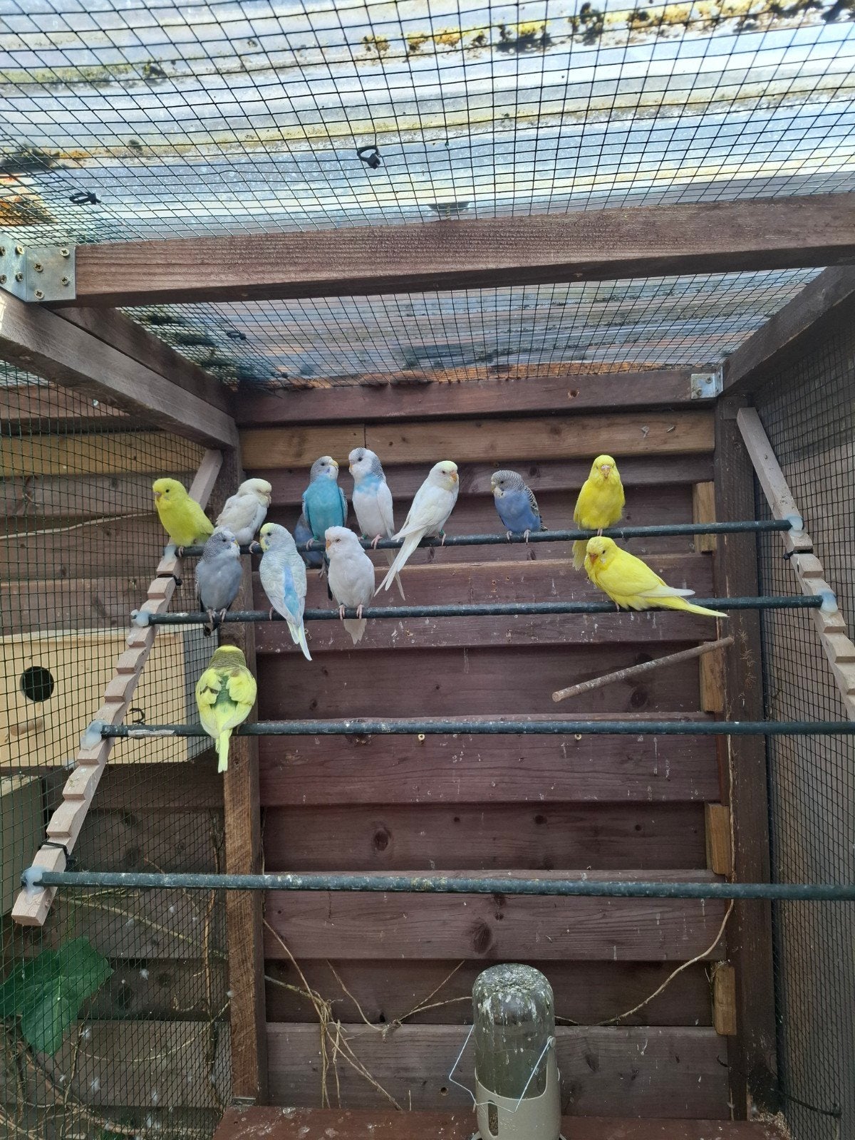 Jonge grasparkieten van 2026, Animaux & Accessoires, Oiseaux | Perruches & Perroquets