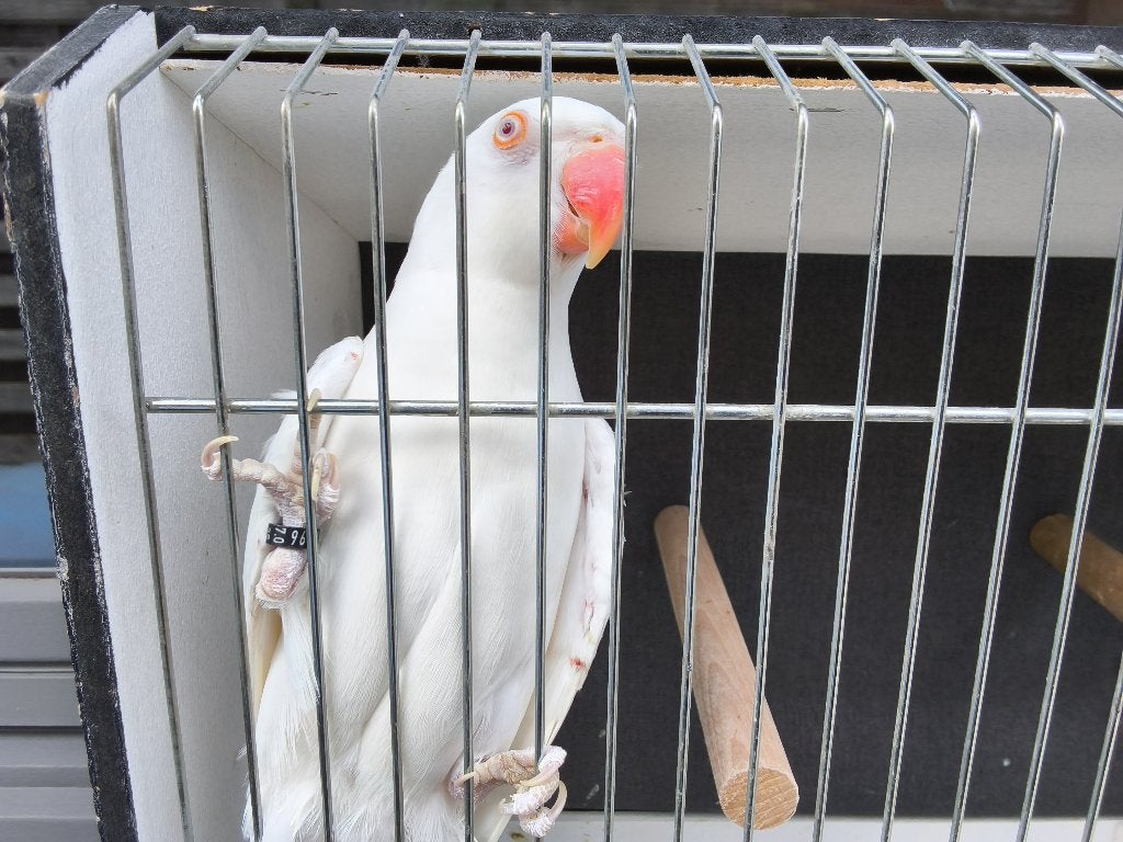 Parkieten, Plusieurs animaux, Bagué