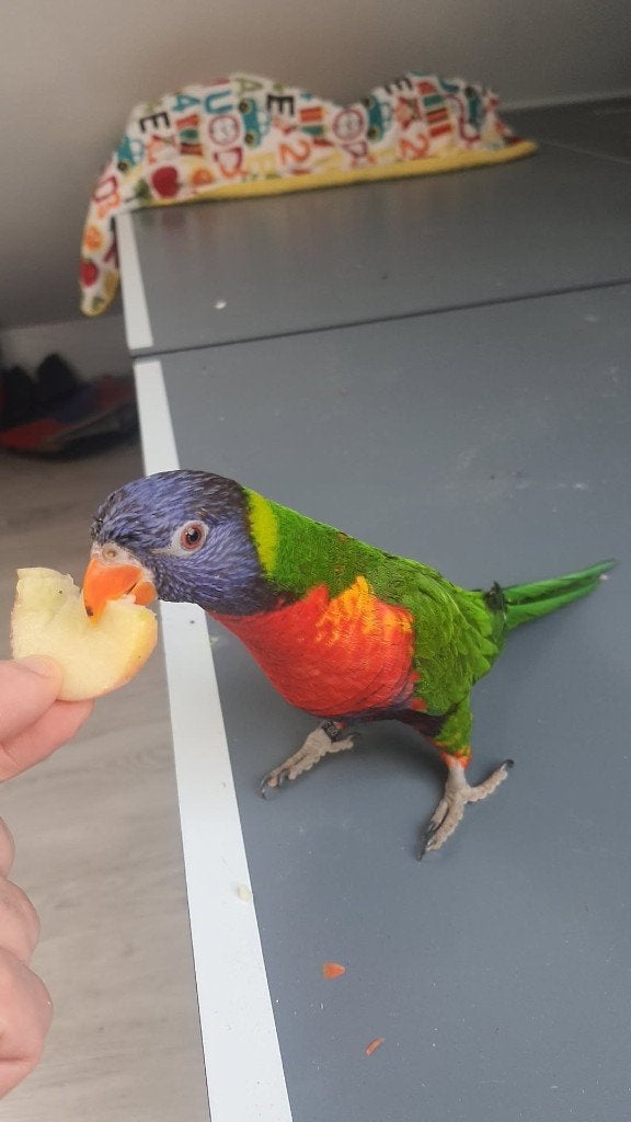 Lorie van blauwe bergen 175€ per stuk, Animaux & Accessoires, Oiseaux | Perruches & Perroquets, Plusieurs animaux, Perroquet