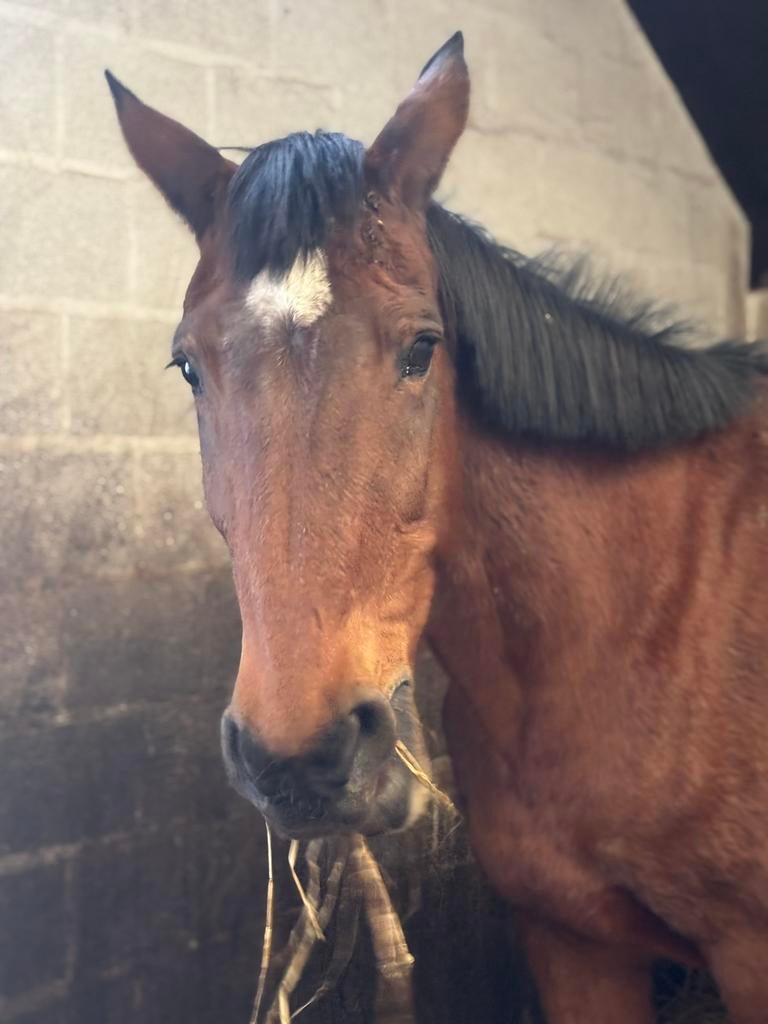 Kweekmerrie springpaard, Dieren en Toebehoren