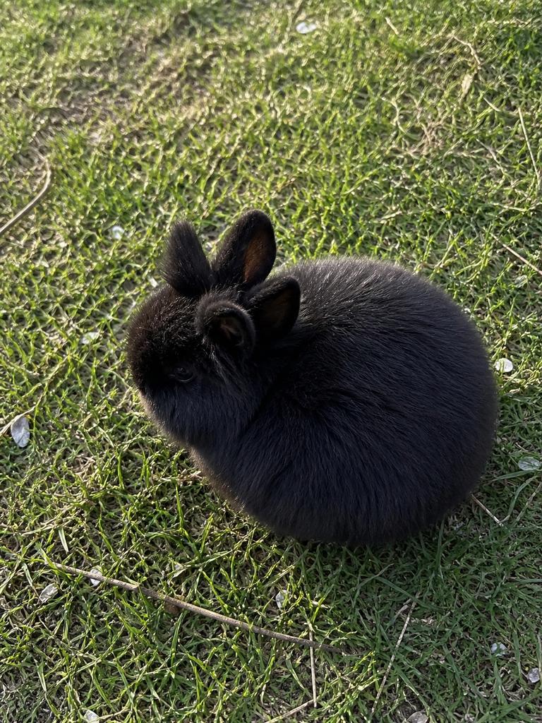 Leeuwenkopje, Dieren en Toebehoren, Konijnen, Mannelijk, Middelgroot, 0 tot 2 jaar
