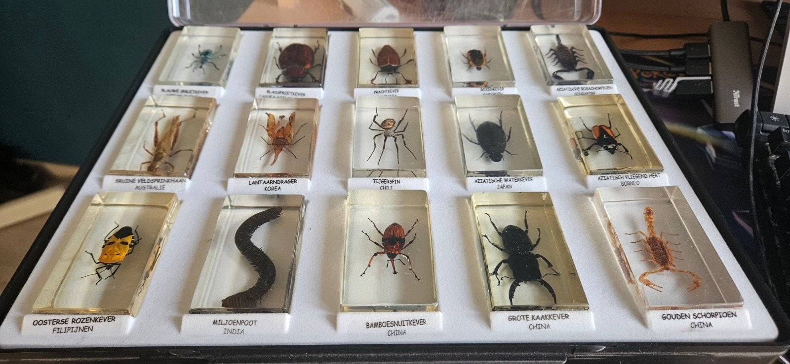 educatieve insecten natural history museum, Overige soorten