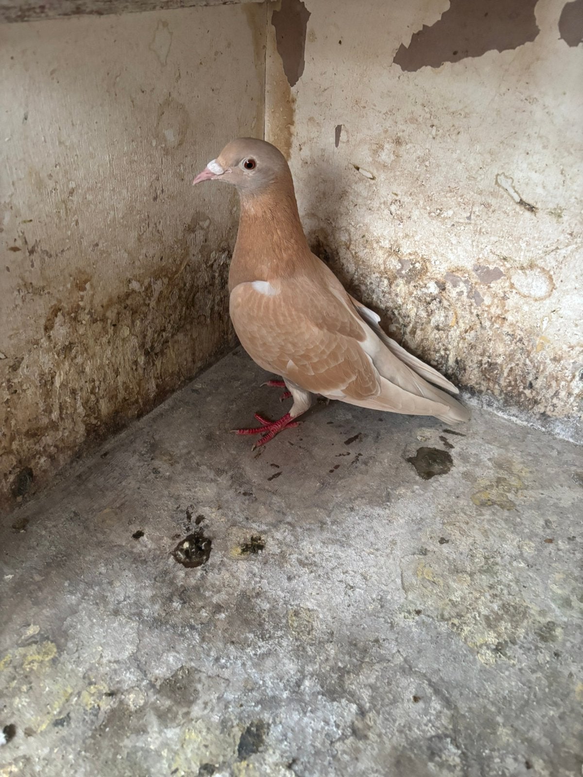 Capucina duivin, Dieren en Toebehoren