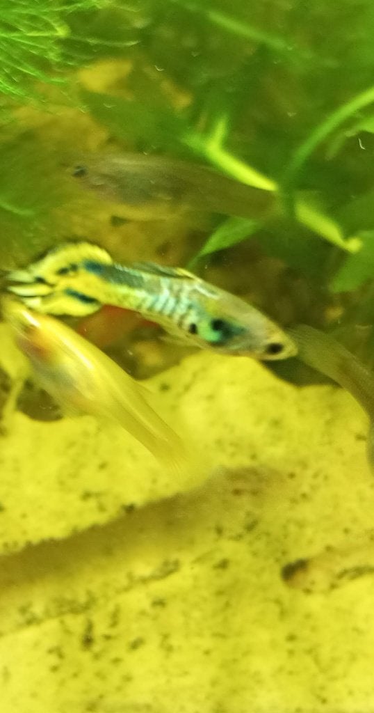 Jonge guppy's te koop, Animaux & Accessoires, Poissons | Poissons d'aquarium, Poisson, Poisson d'eau douce