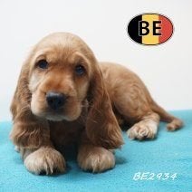 Cocker anglais — Chiot doux & pétillant à vendre, Animaux & Accessoires, Commerçant, Chien (mâle), Maladie de Carré (chiens), Belgique