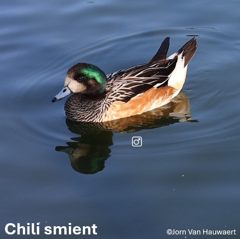 Siereenden - Chilismient (laatste koppel), Meerdere dieren, Eend