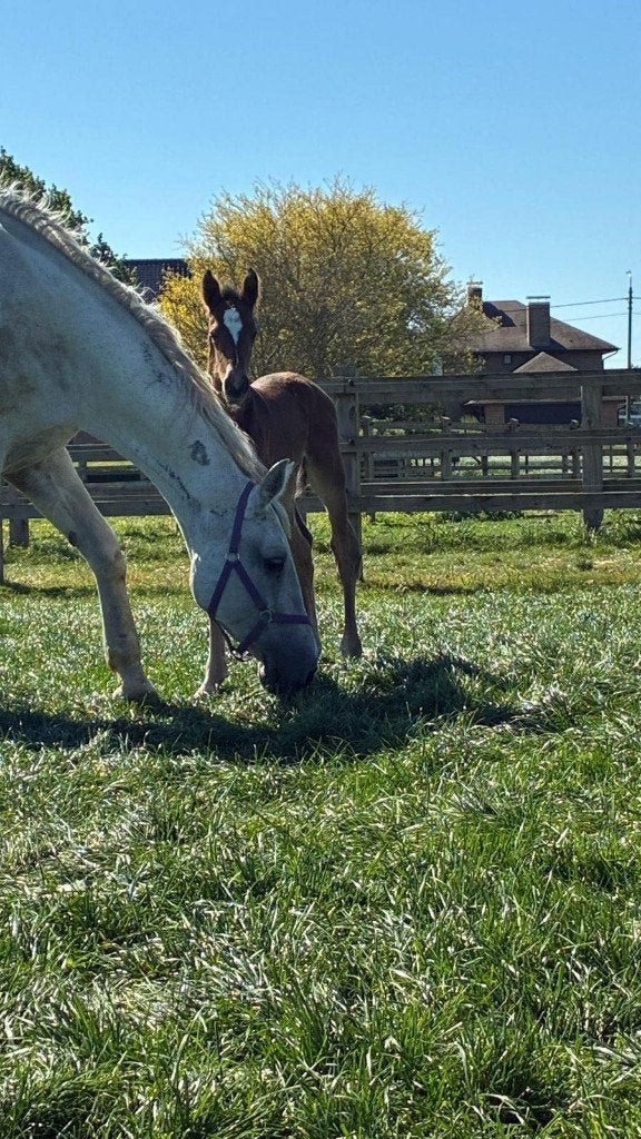 Top hengstveulen ! Stallionprospect, Dieren en Toebehoren, Paarden, Hengst