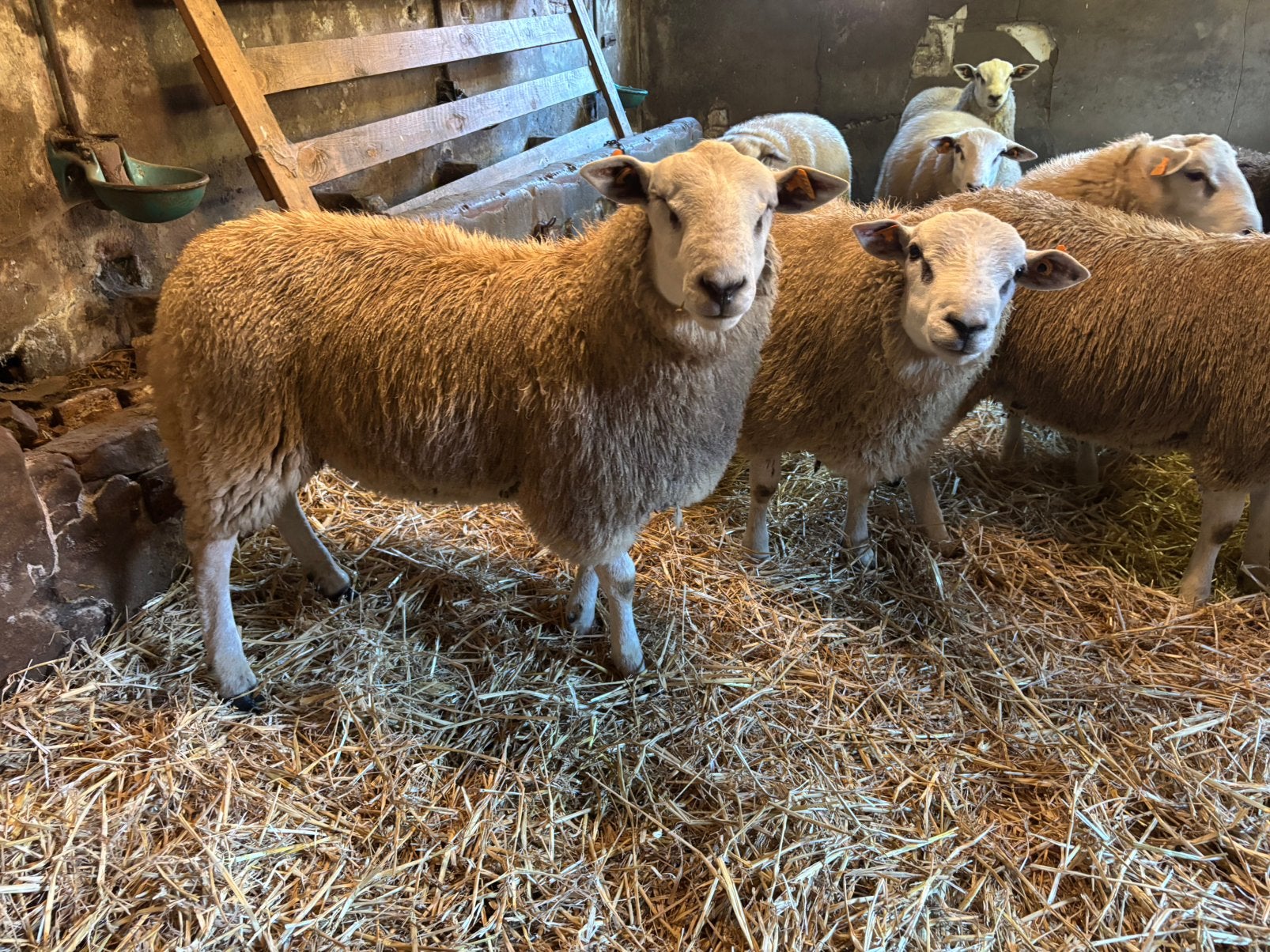 Swifter stamboek rammen, Dieren en Toebehoren, Schapen, Geiten en Varkens