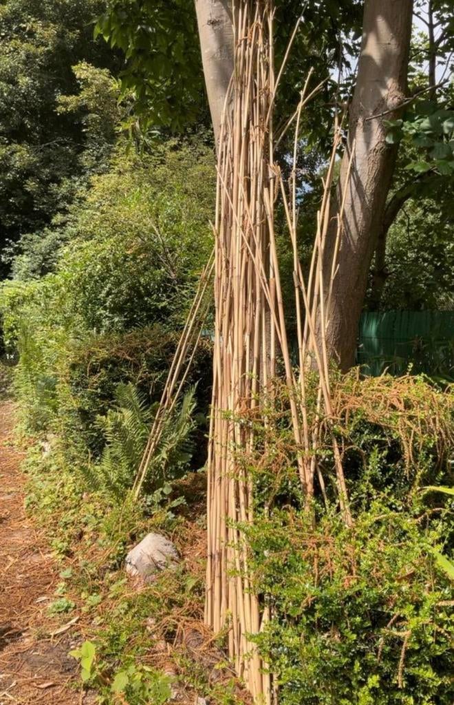 Bâtons de bambou et plantes de jardin, Enlèvement, Couvre-sol