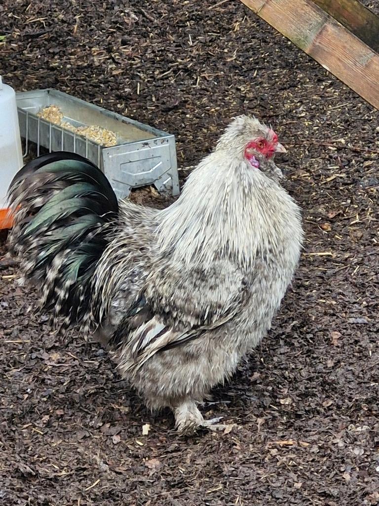 Zijdehoen haantjes, Dieren en Toebehoren, Juni, Mannelijk