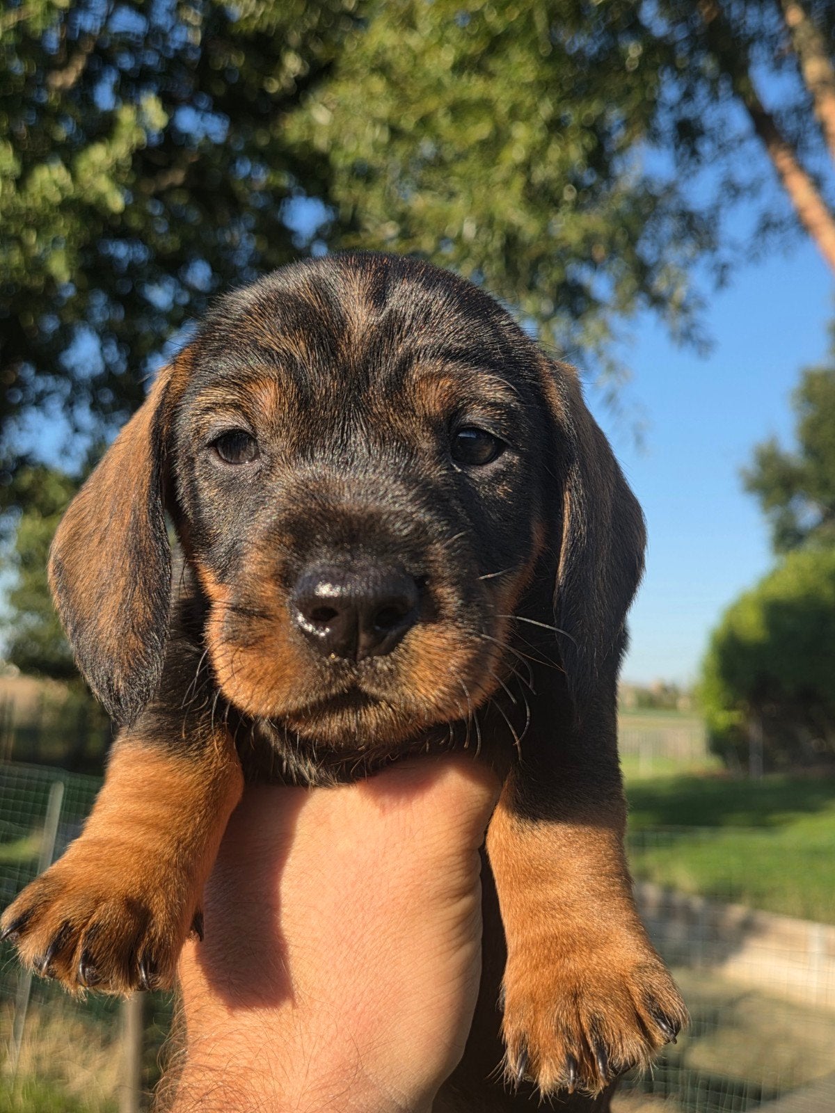 teckelpups, Dieren en Toebehoren, België, Standaard, Fokker | Hobbymatig, Reu