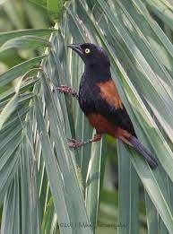 Fluweel wever 2021, Dieren en Toebehoren, Vogels | Overige Vogels, Meerdere dieren, Tropenvogel, Geringd