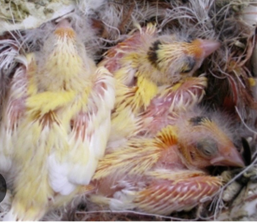 Nog 1 kanarie man te koop .2026, Dieren en Toebehoren, Vogels | Kanaries