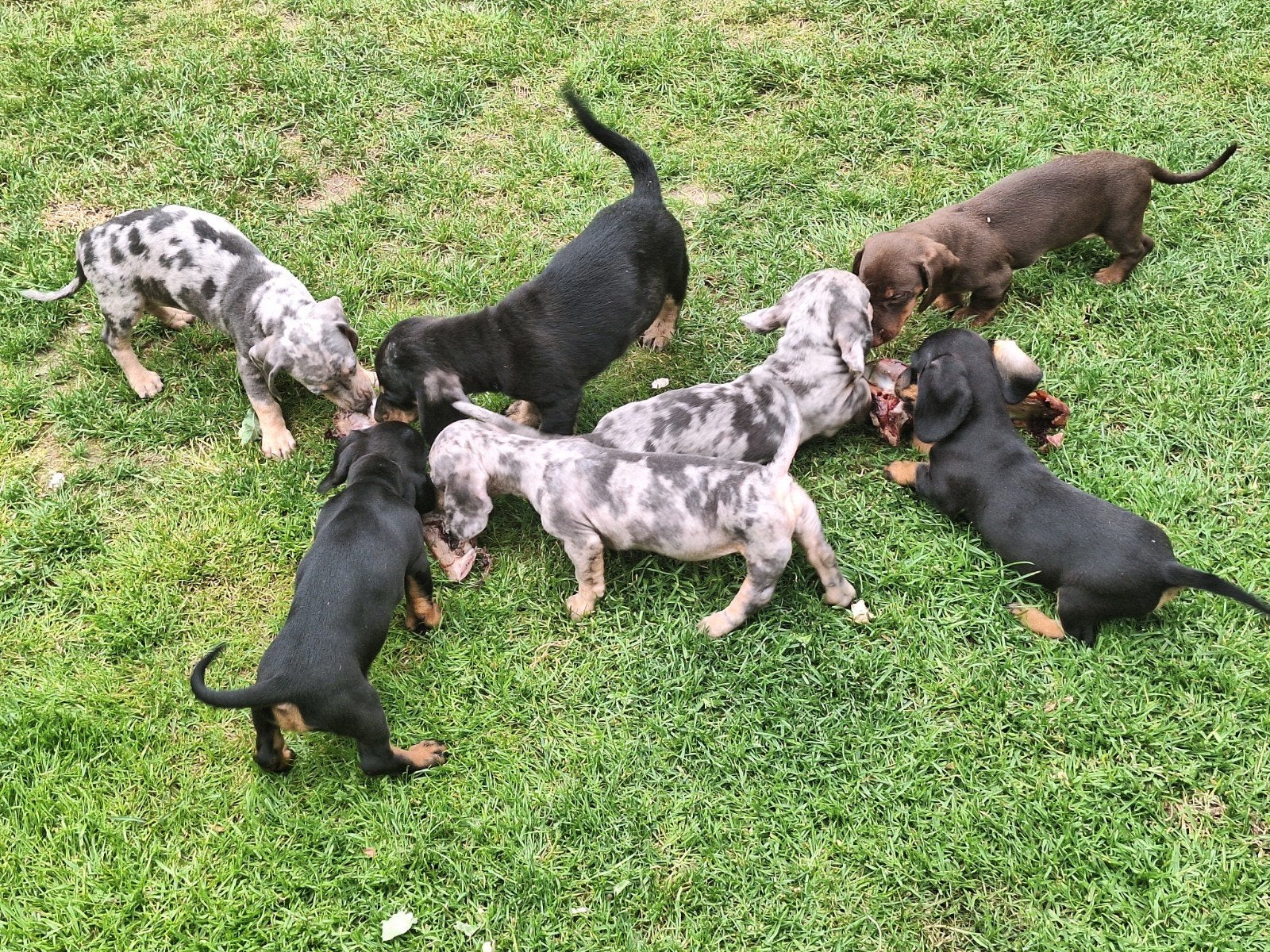 Chiots teckels nains, Animaux & Accessoires, Poils courts, Belgique, Plusieurs, Nain