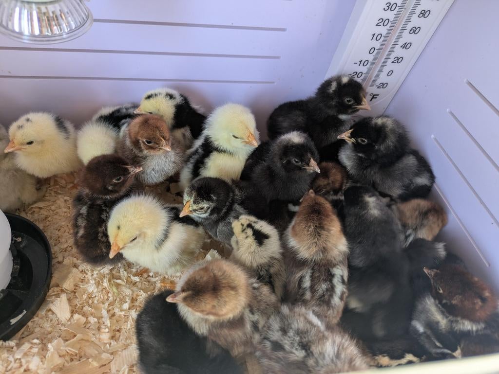 Kuikentjes vandaag geboren.