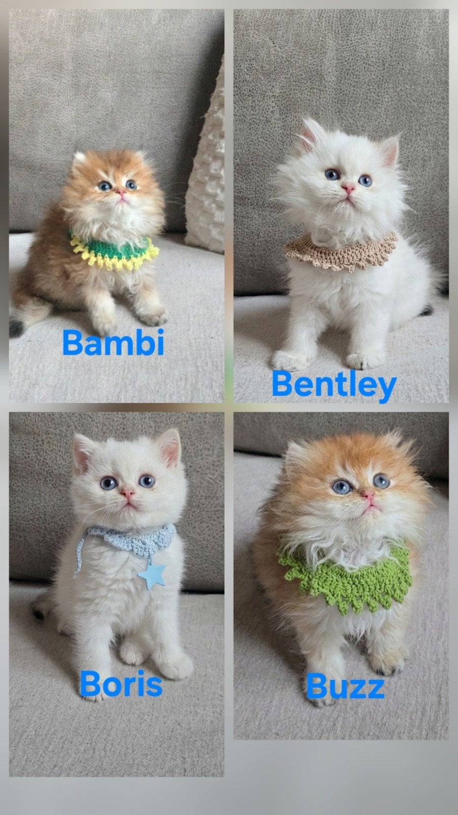 Hk20233586 Petchat Frontiere British shorthair-longhair, Animaux & Accessoires, Chat, Avec pedigree, 0 à 2 ans