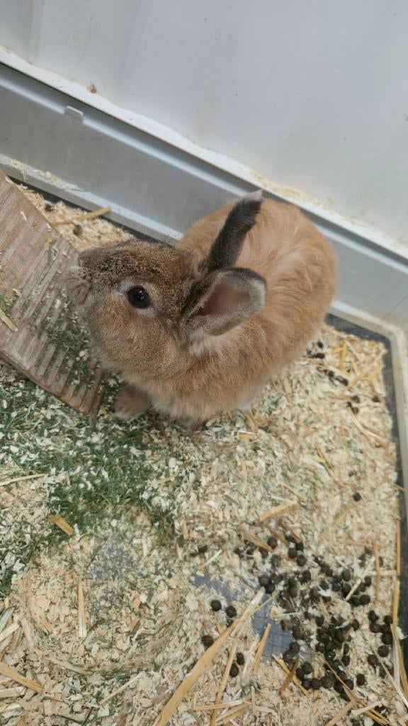Mama met babytje