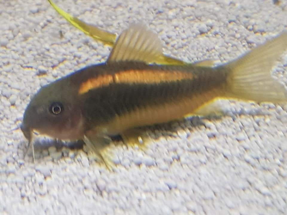 Hobbyaquarium Corydoras Goldline, Vis, Zoetwatervis, Schoolvis