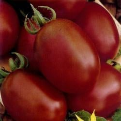 kerstomaat Brown Egg Cherry tomatenplanten, Ophalen