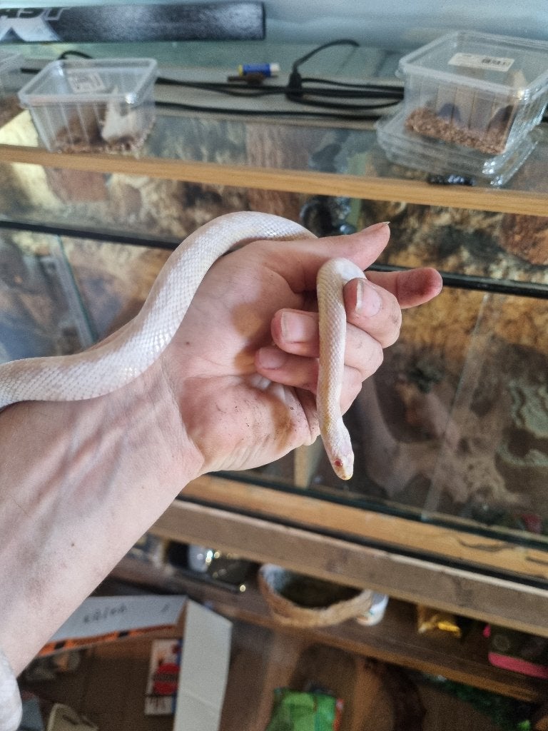 Korenslang snow, Serpent, 3 à 6 ans