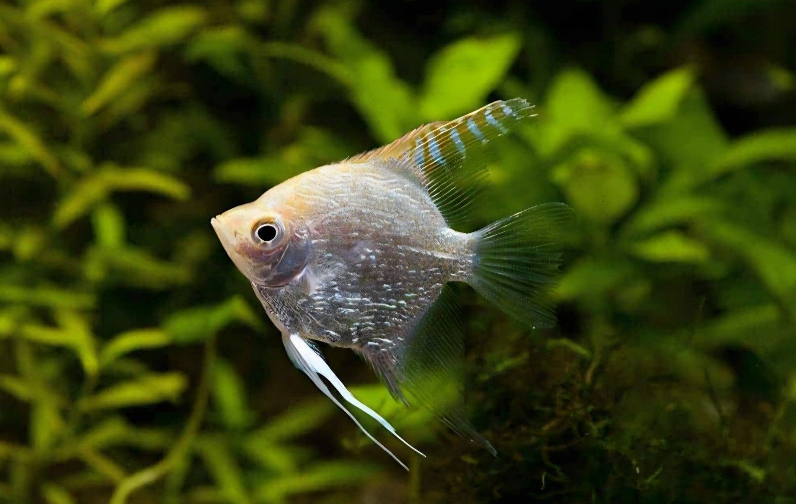 Pterophyllum scalare silver, Dieren en Toebehoren, Vis, Zoetwatervis, Schoolvis