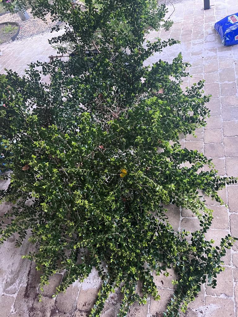 Ilex crenata 1,5x2m, Tuin en Terras, Planten | Struiken en Hagen, Ophalen