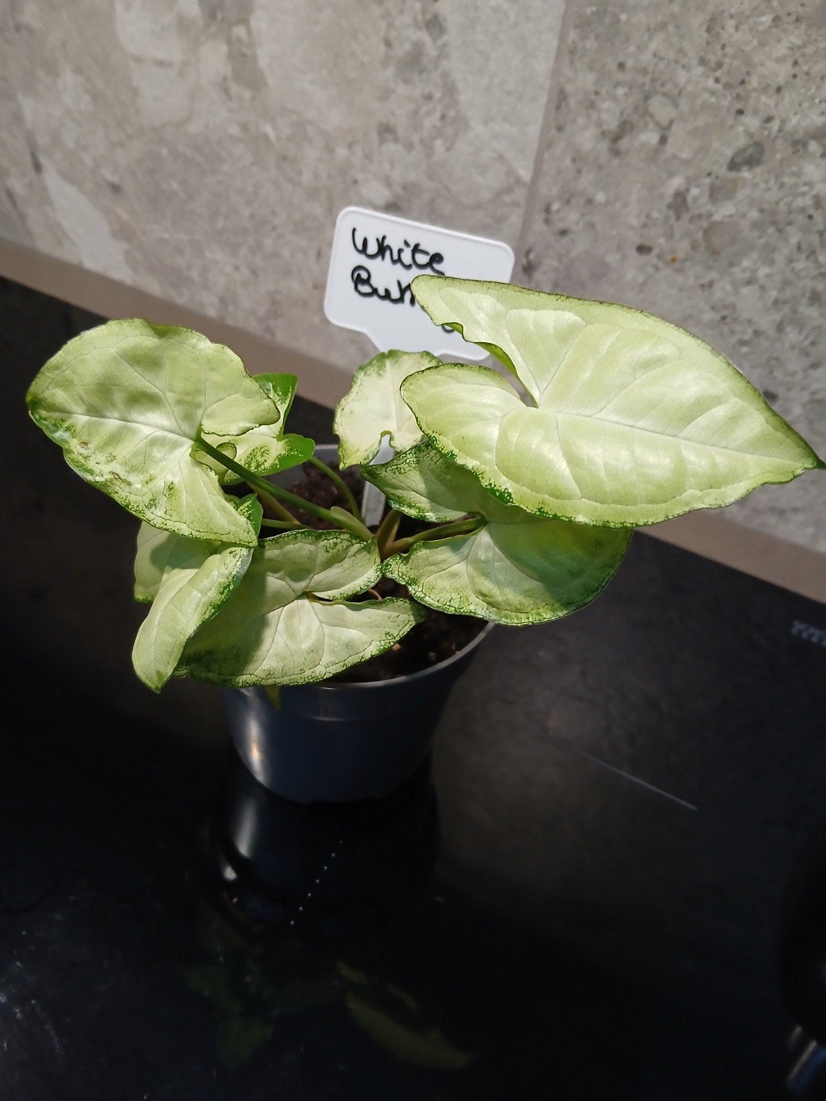 syngonium white butterfly, Ophalen