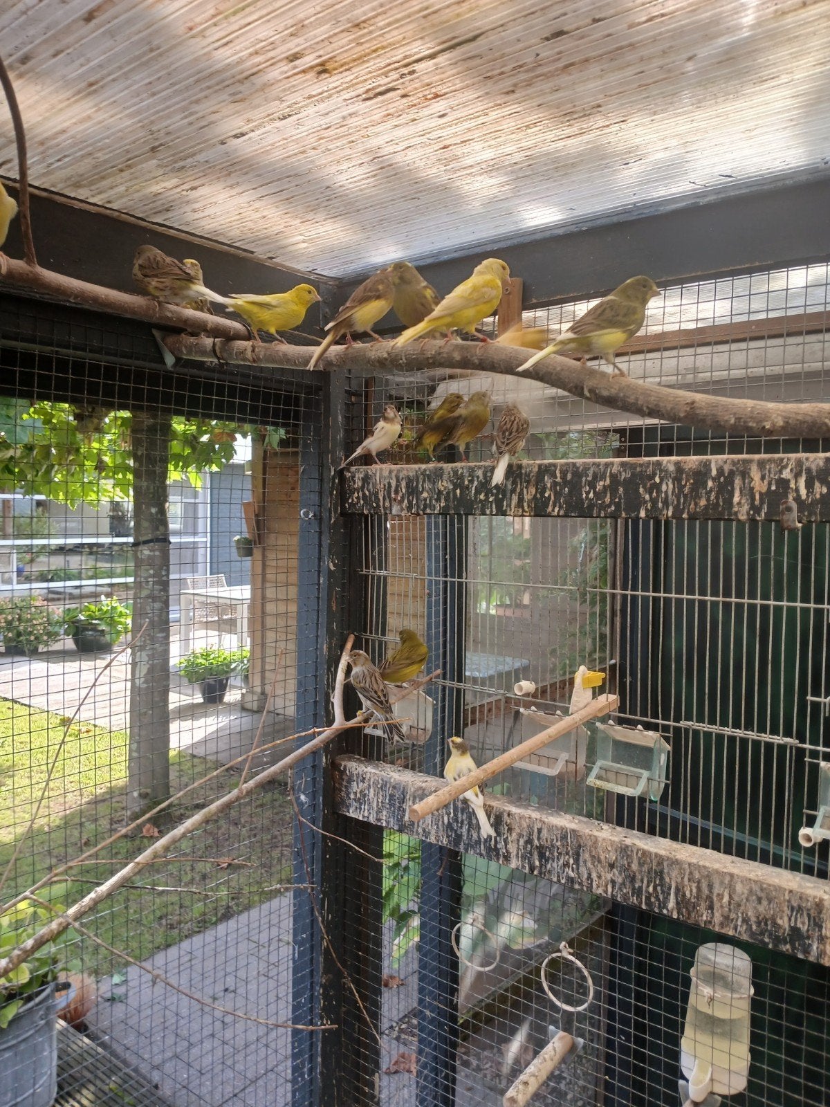 kanaries, Dieren en Toebehoren