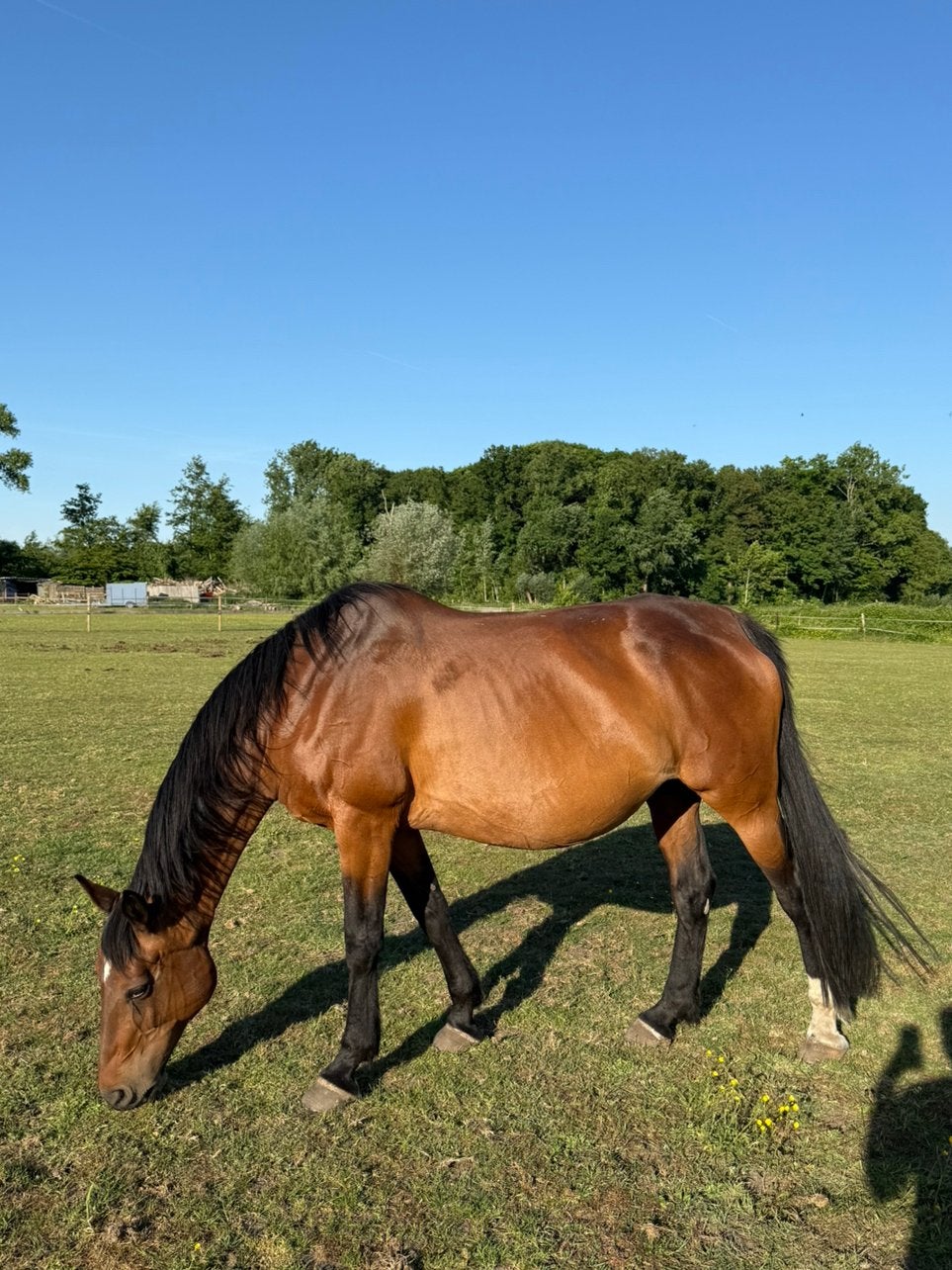 Fokmerrie/recreatiemerrie, Dieren en Toebehoren, Paarden, Merrie, Springpaard, Met stamboom, M