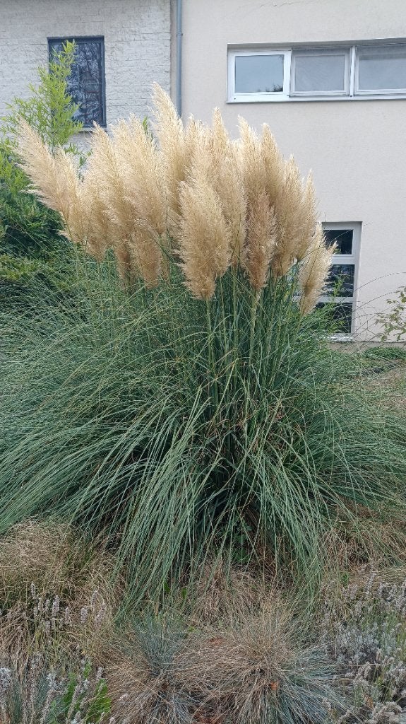 Grote Pampas pluimen, Ophalen, Nieuw