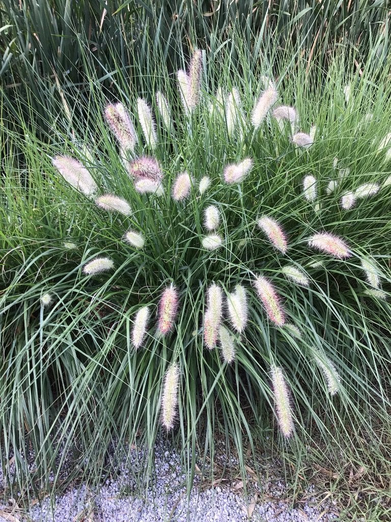 grote bussel lampenpoets gras, Ophalen, Herfst, Vaste plant, Siergrassen