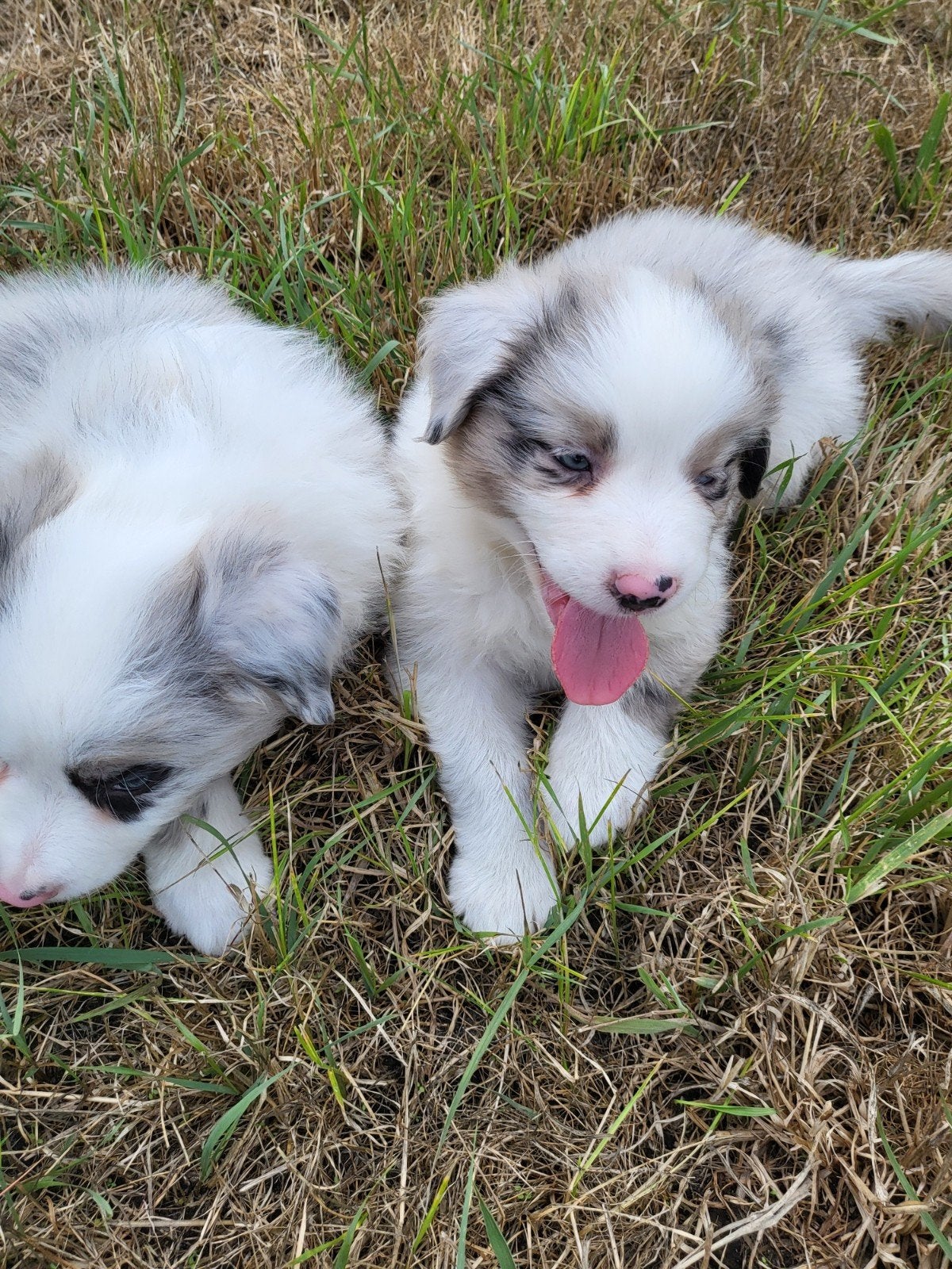 Australische herder pup / Australian Shepherd / Aussi pup, Dieren en Toebehoren, België, Reu, CDV (hondenziekte), 8 tot 15 weken