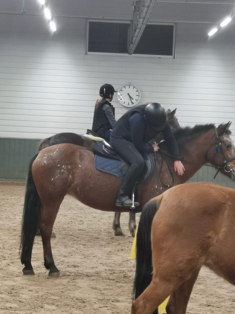 Verzorg pony/shet/paard gezocht, Animaux & Accessoires, Chevaux