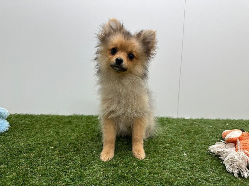 Dwergkeeshond pups, België, Keeshond, 8 tot 15 weken, Parvo
