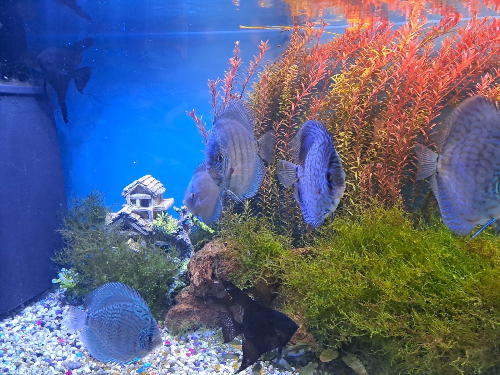 Blauwe Discusvissen, Dieren en Toebehoren