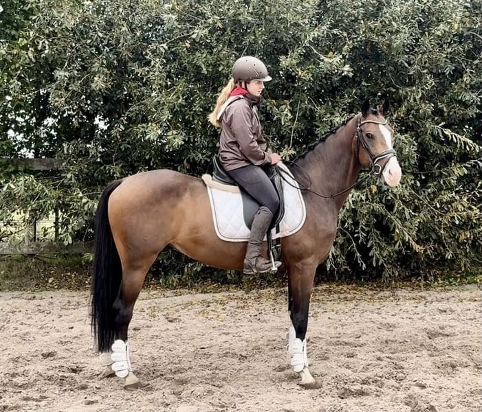 6 jarige NRPS-ruin, Animaux & Accessoires, Chevaux, Hongre, M
