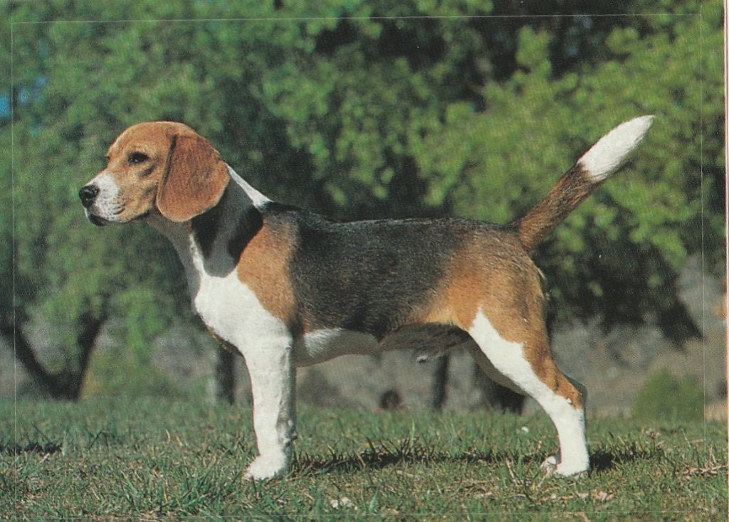 CHROMO  BEAGLE, Verzamelen, Verzenden, Nieuw, Dier, Prent