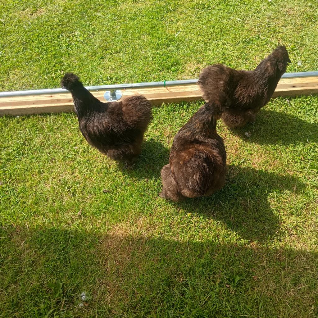 2 trio's zijdehoen