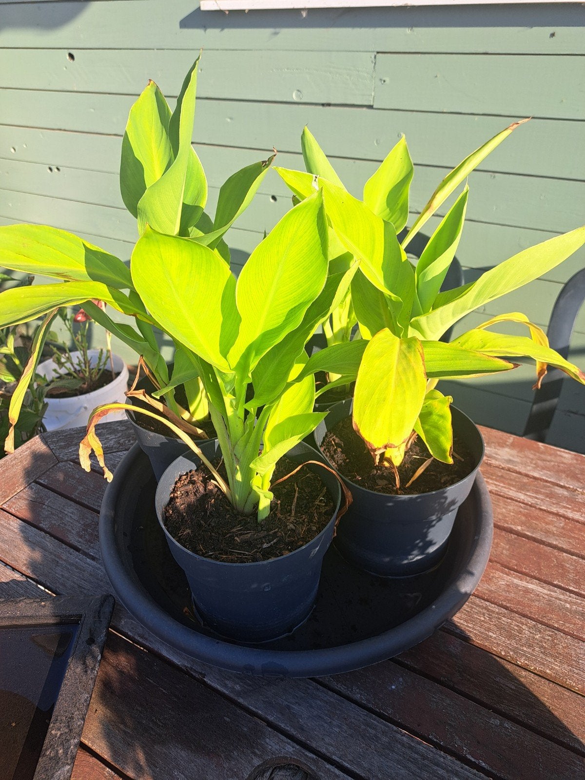 Canna, Ophalen