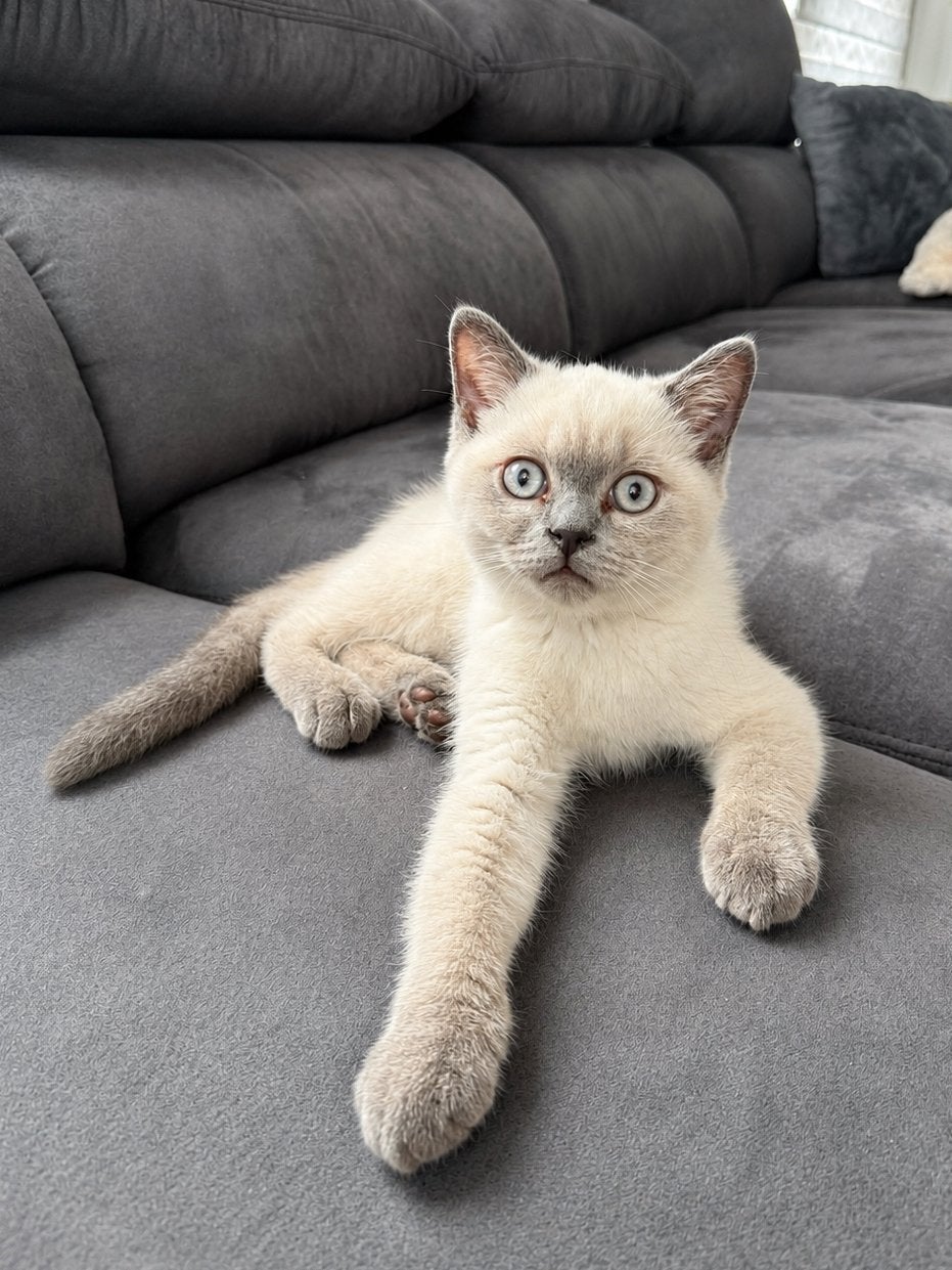 Britse korthaar kittens, Chat, Vermifugé, 0 à 2 ans