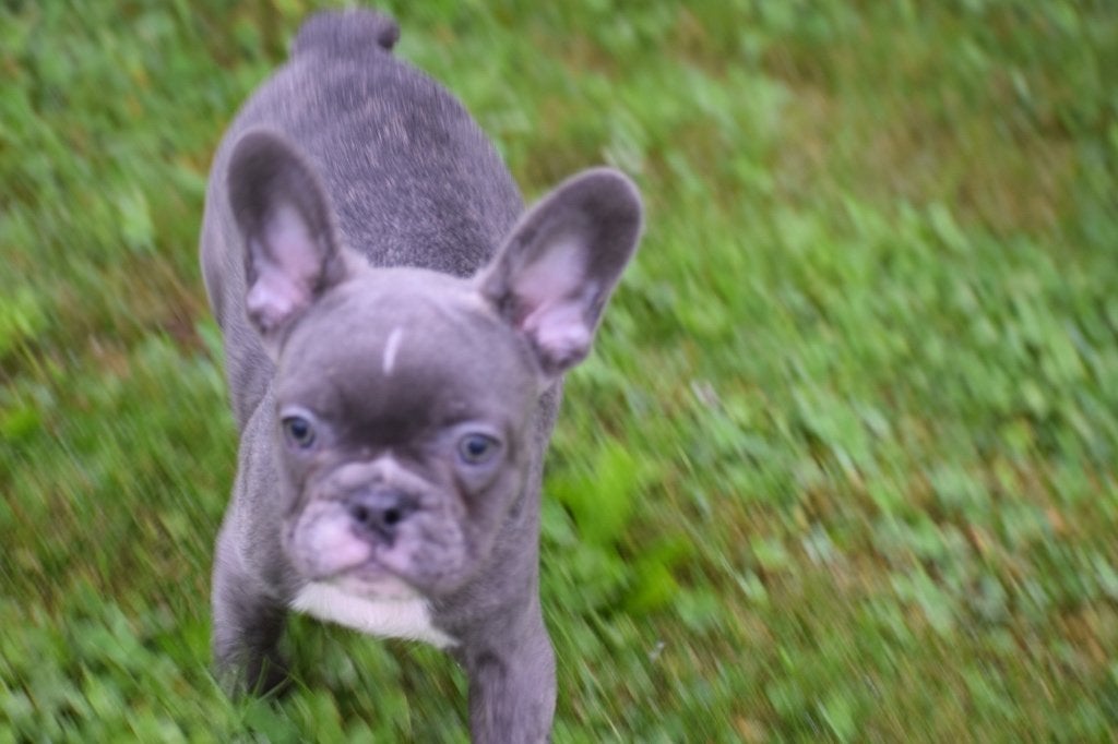Franse bulldog pups korthaar en fluffy, Dieren en Toebehoren, 15 weken tot 1 jaar, Reu, Buitenland, CDV (hondenziekte)