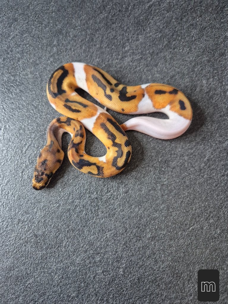 Python regius, Dieren en Toebehoren, Reptielen en Amfibieën, Slang, 0 tot 2 jaar