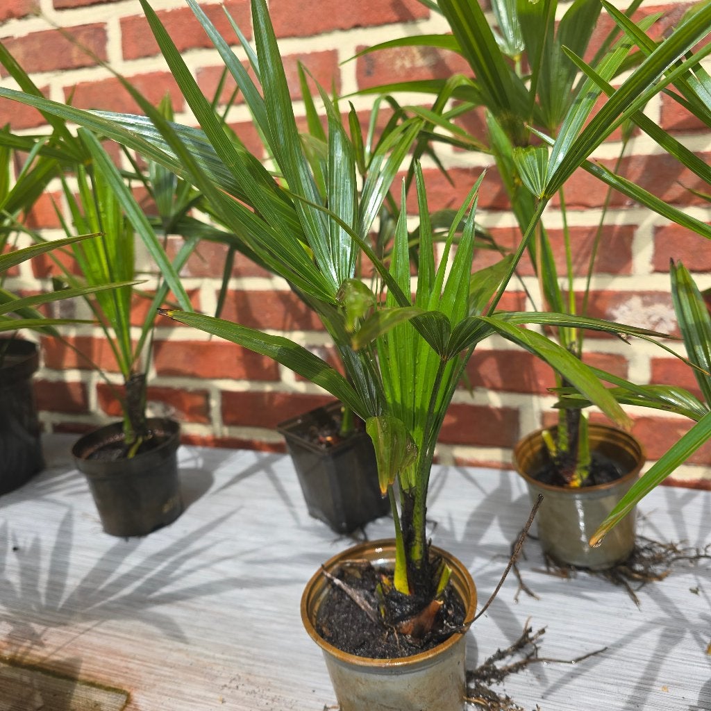*** Palmbomen Trachycarpus ***, Tuin en Terras, Planten | Bomen, Ophalen, In pot, Overige soorten