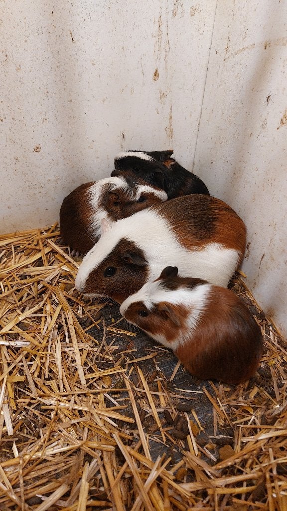Cavias, Mai, Plusieurs animaux, Cobaye