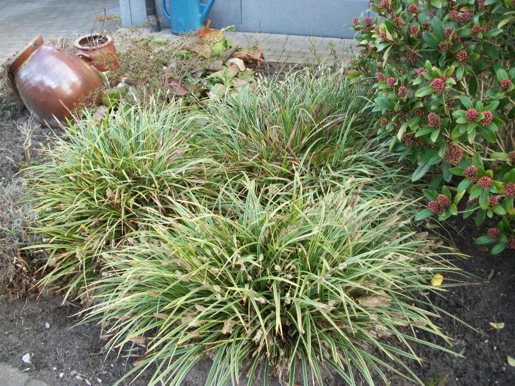 Carex Morowii en andere, Tuin en Terras, Planten | Tuinplanten, Ophalen, Vaste plant, Siergrassen, Volle zon